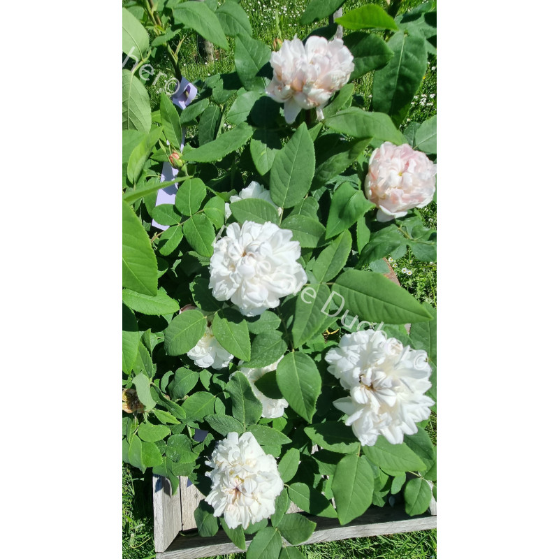 Rosier buisson White Jacques Cartier