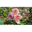 Rosier grimpant Beauté de l'Europe