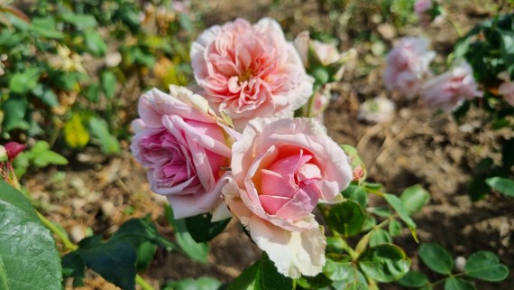 Climbing rose Beaute de l'Europe