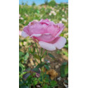 Shrub rose Madame Caroline Testout