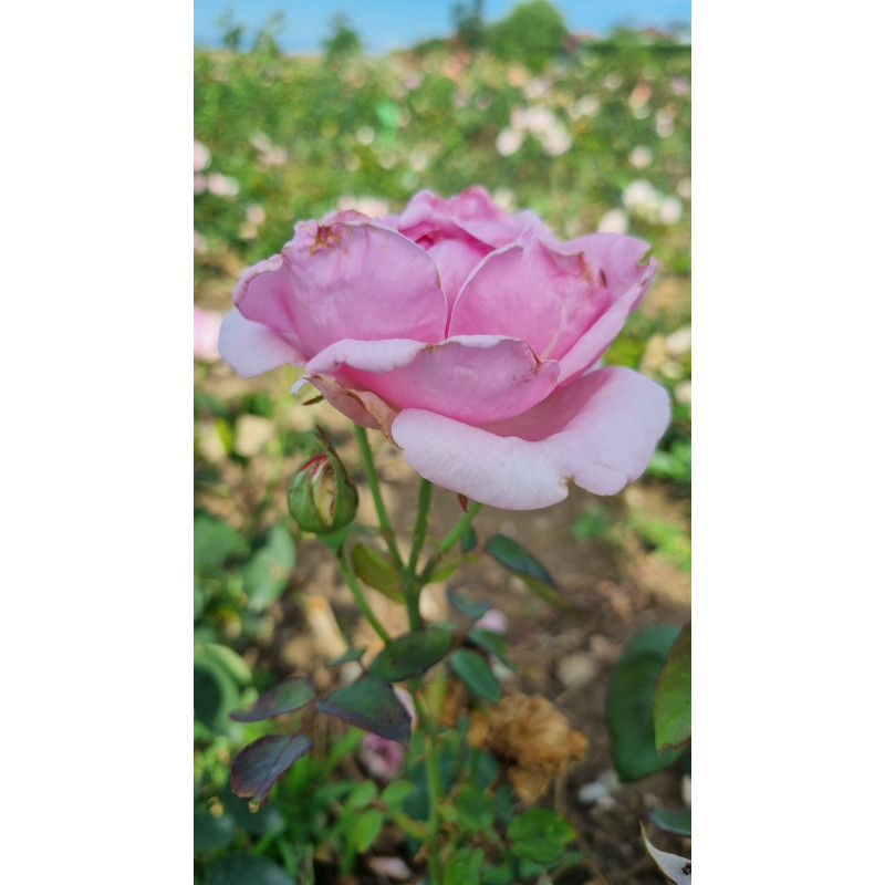Shrub rose Madame Caroline Testout