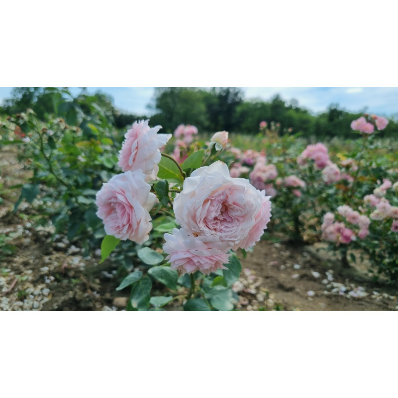 Rosier buisson Comtesse de Rocquigny