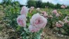Shrub rose Comtesse de Rocquigny