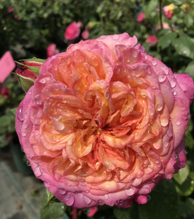 Marielle Jourdan-David