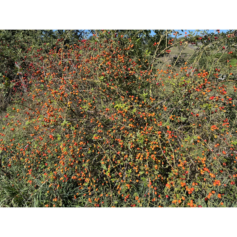 Rosier buisson ROSE MUSQUEE DU CHILI