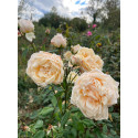 Rosier buisson Hélène CAMBIER