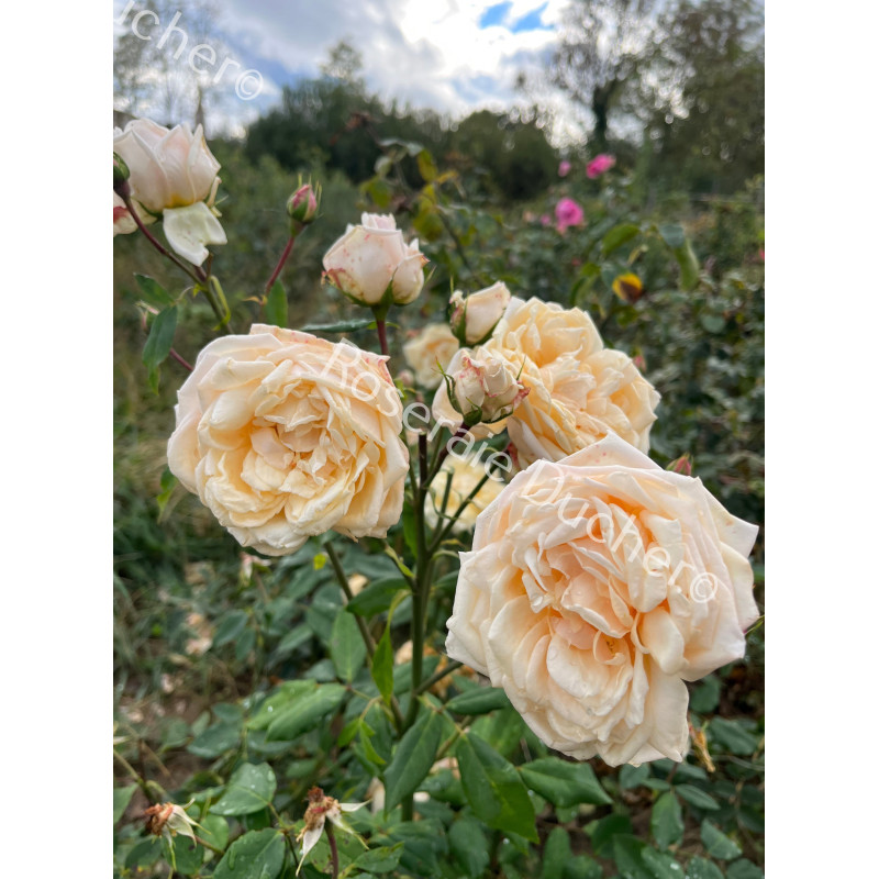 Rosier buisson Hélène CAMBIER