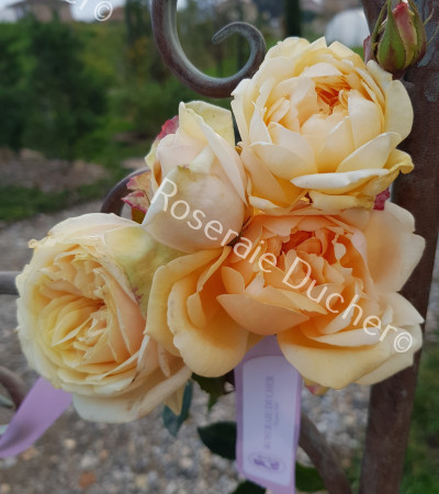 Rosier buisson Hélène CAMBIER