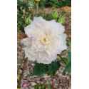 Rosier buisson Edith de Murat