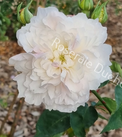 Rosier buisson Edith de Murat