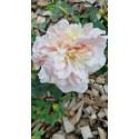 Rosier buisson Edith de Murat