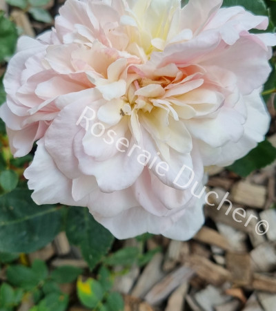 Rosier buisson Edith de Murat