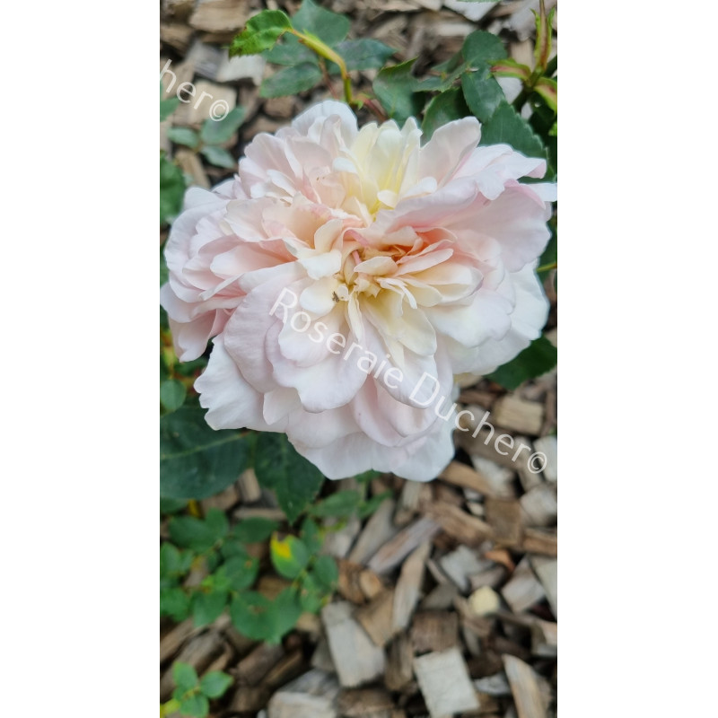 Rosier buisson Edith de Murat