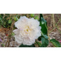 Rosier buisson Edith de Murat