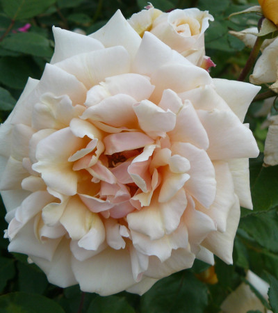 Climbing rose Mrs Aaron Ward