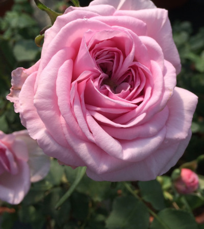 rosier grimpant Emmanuella de Mouchy