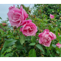rosier grimpant Wasily Chludoff