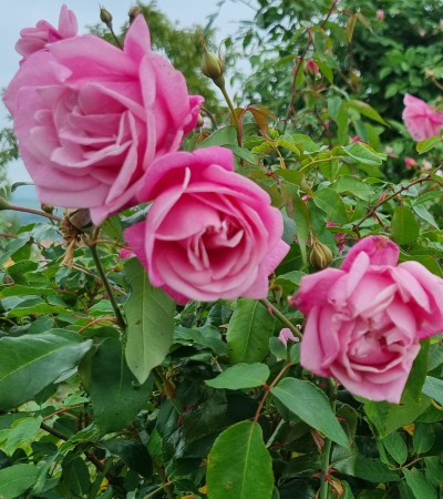 climbing rose Wasily Chludoff