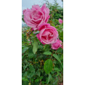 rosier grimpant Wasily Chludoff