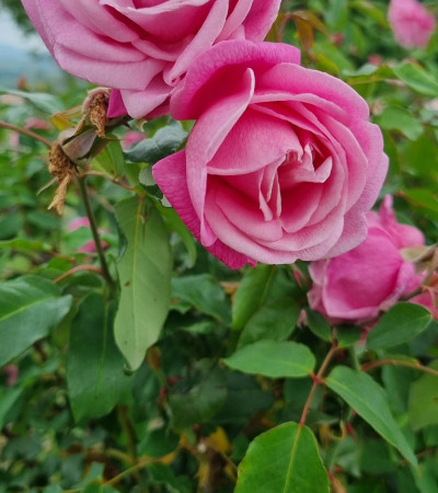 climbing rose Wasily Chludoff