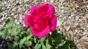 shrub rose Laurent Carle