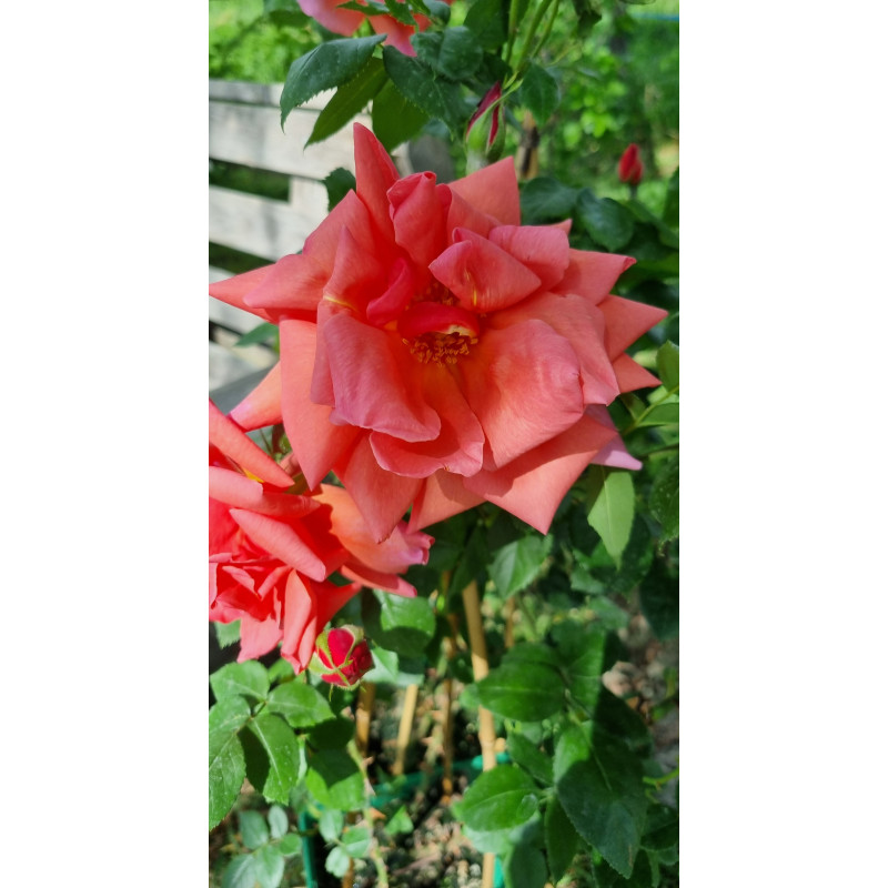 Climbing rose Madame Edouard Herriot