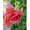Climbing rose Madame Edouard Herriot