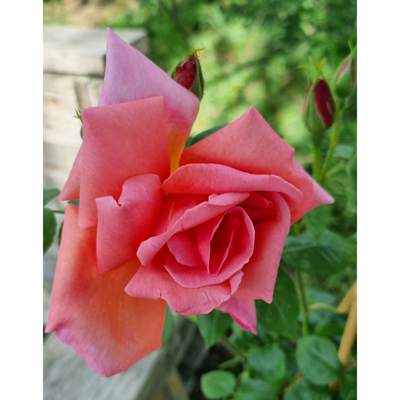Climbing rose Madame Edouard Herriot