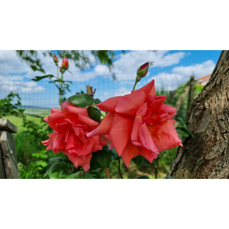 Climbing rose Madame Edouard Herriot