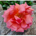 Climbing rose Madame Edouard Herriot