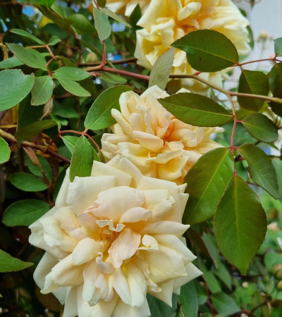 Rosier grimpant Rêve d'Or