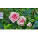Climbing rose Captain Christy Climbing