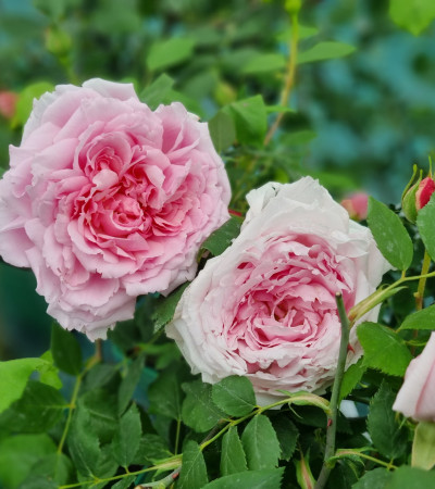 Climbing rose Captain Christy Climbing