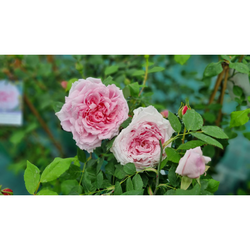 Climbing rose Captain Christy Climbing