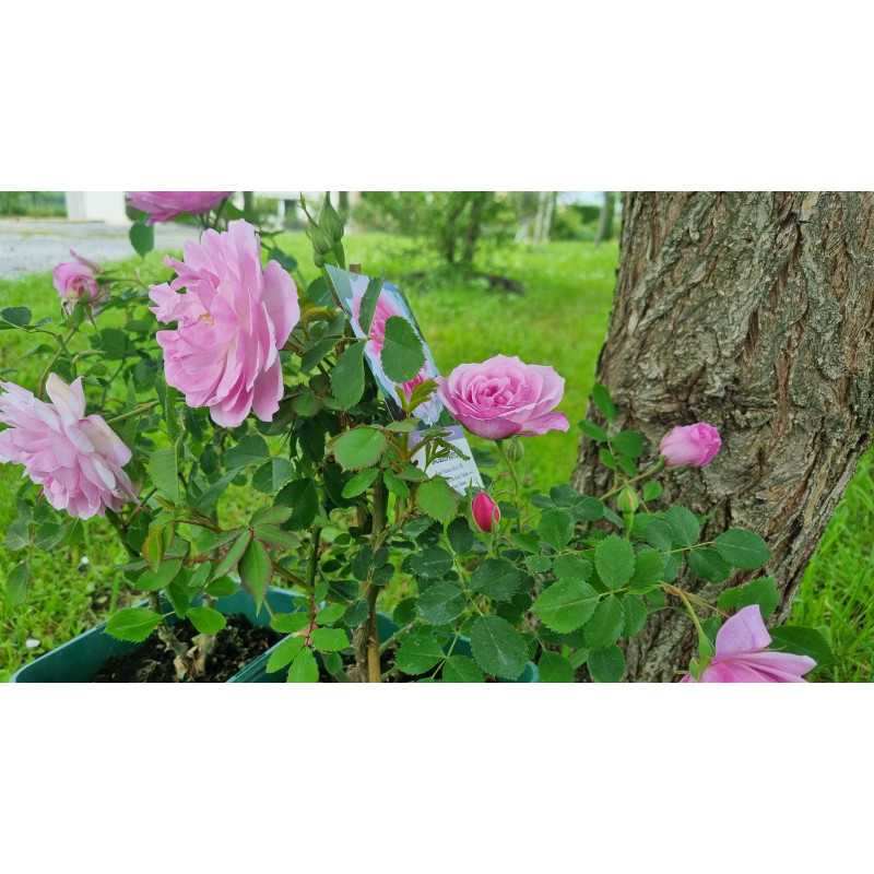 Rosier buisson Jacques Amyot