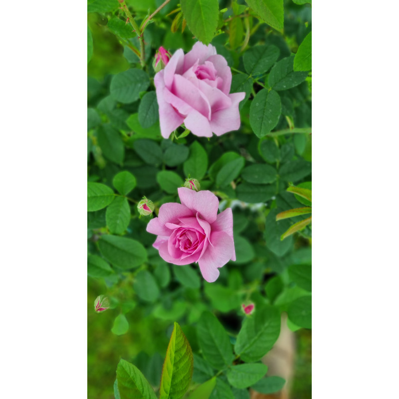 Rosier buisson damas ispahan 