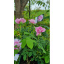 Rosier buisson damas ispahan 