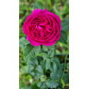 Shrub rose Le Havre