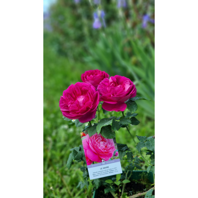 Shrub rose Le Havre