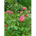 Rosier buisson Cornelia