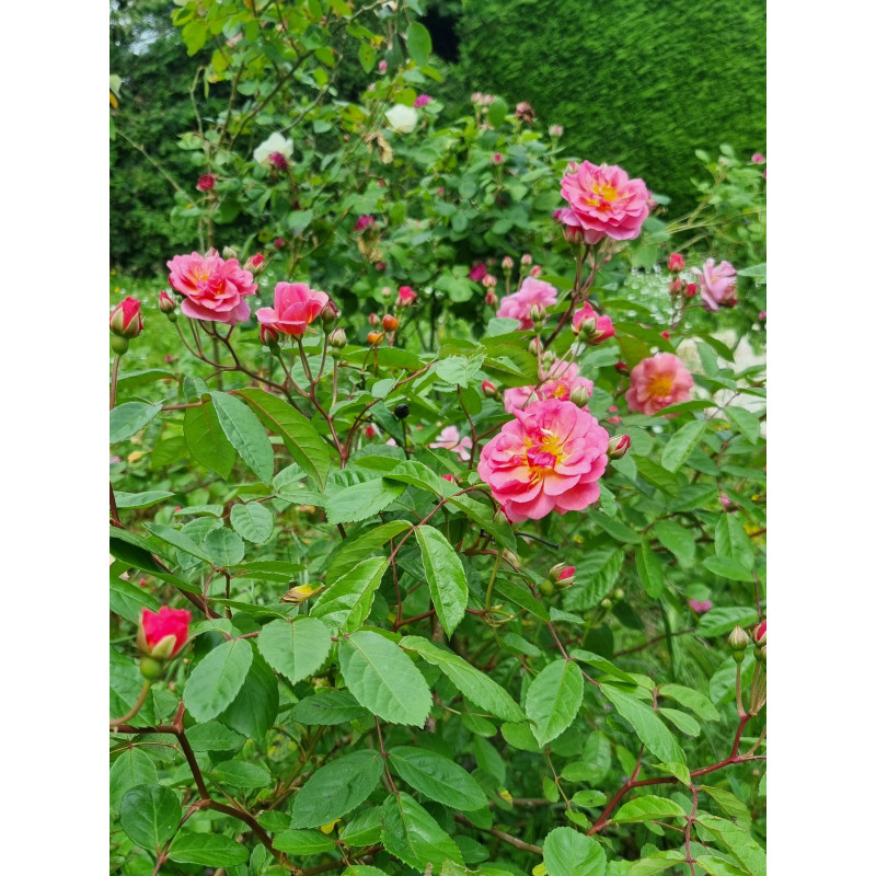 Shrub rose Cornelia