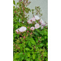 Rosier grimpant Blush Noisette