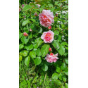 Shrub rose Felicia