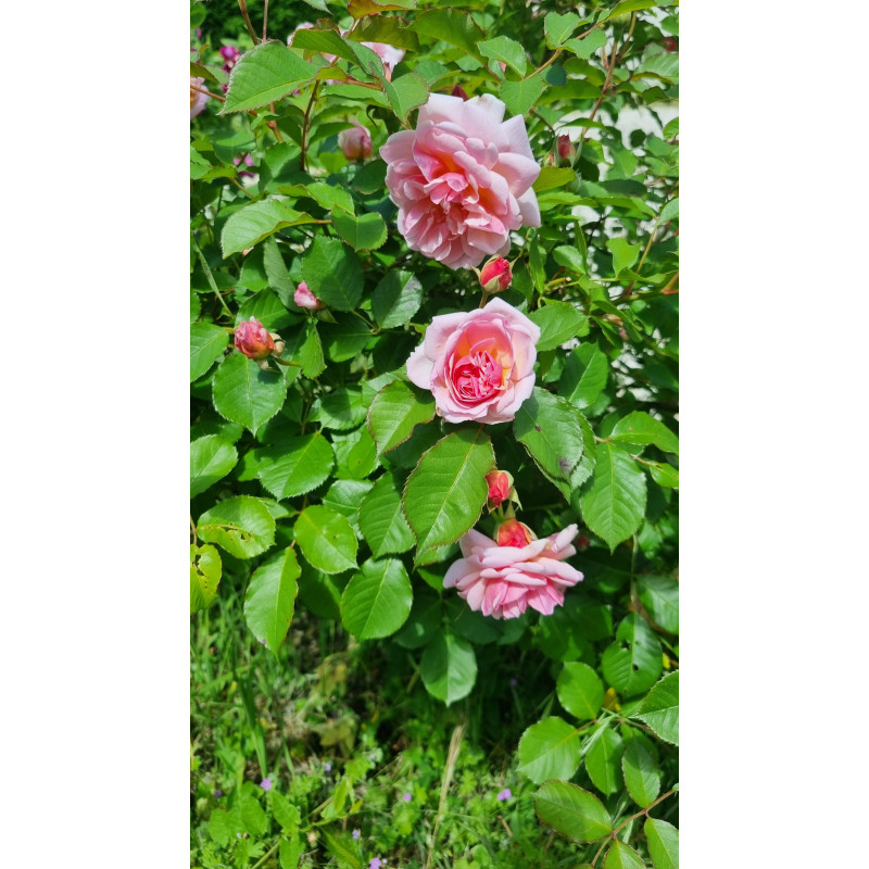 Shrub rose Felicia