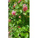Shrub rose Felicia