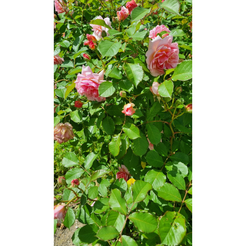 Shrub rose Felicia