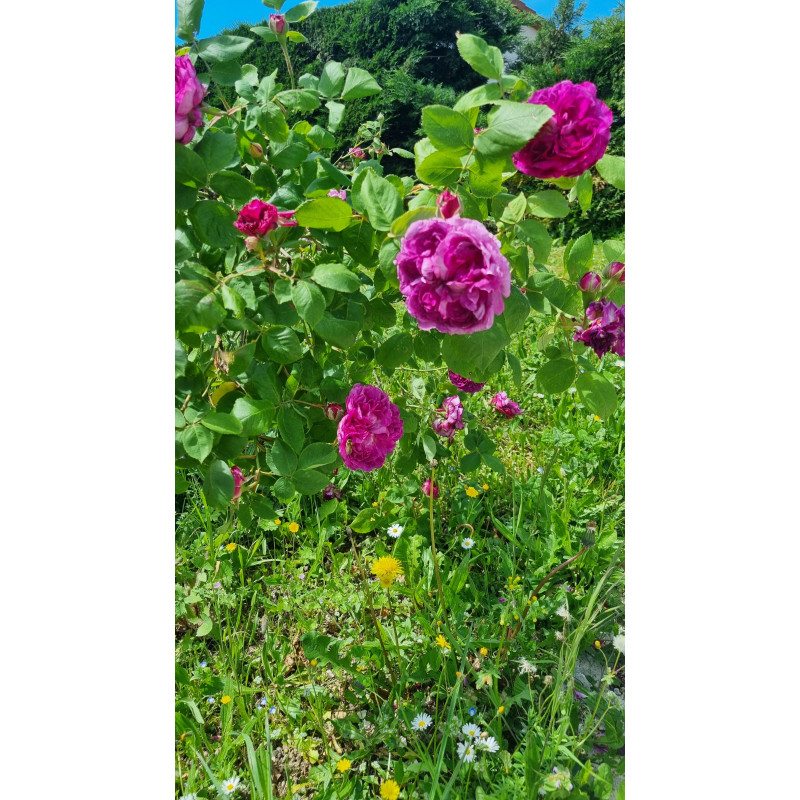 Shrub rose Reine des Violettes