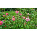 Shrub rose Cornelia