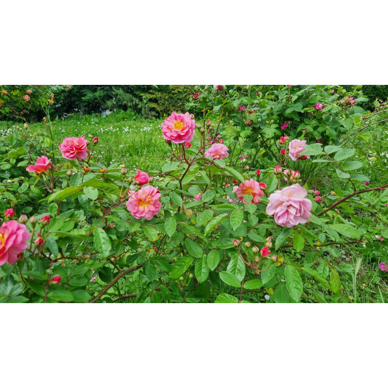 Shrub rose Cornelia