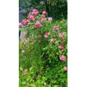 Rosier buisson Cornelia